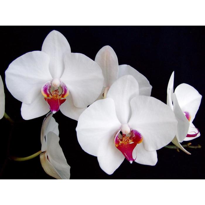 Орхидея Фаленопсис Red Kiss, без цветка (детка), горшок  2,5 дюйма оптом