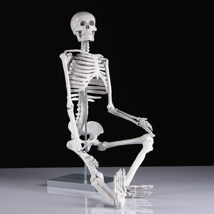Макет "Скелет человека" 85см оптом