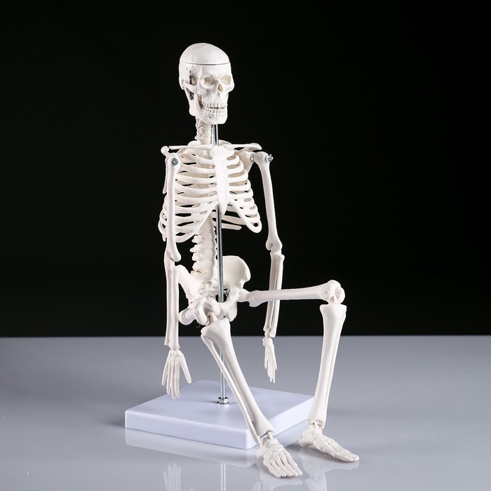 Макет "Скелет человека" 45см оптом