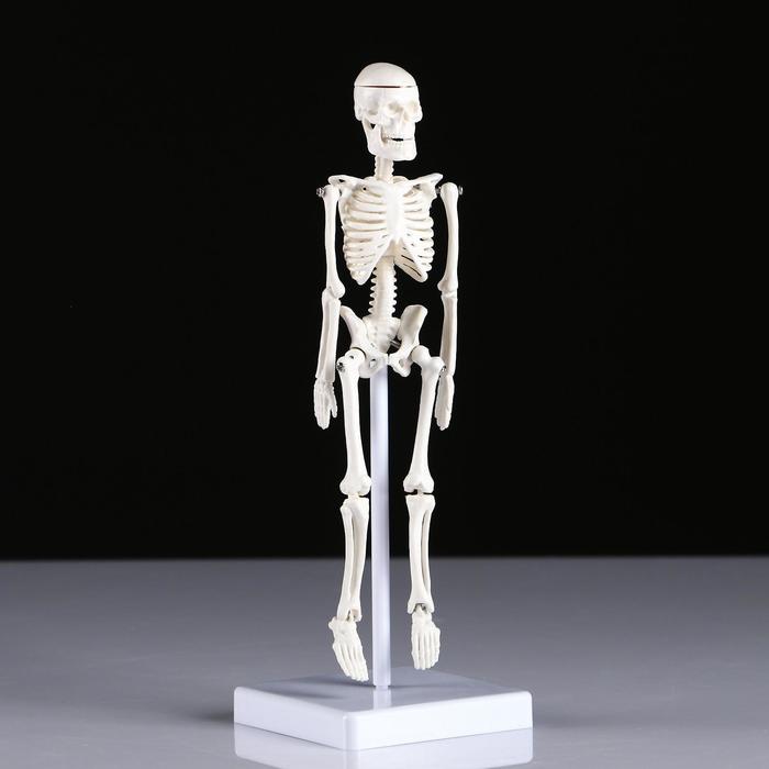 Макет "Скелет человека" 22см оптом